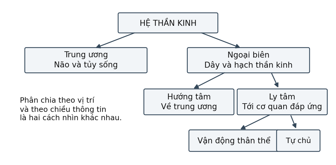 Hình trong Thần kinh cấp cao