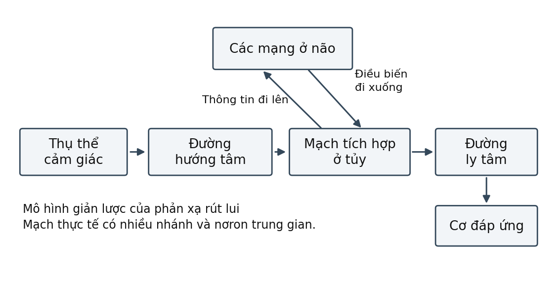 Hình trong Thần kinh cấp cao